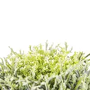 Greenery