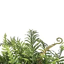 Greenery (4/Cs)