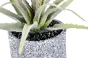Greenery (4/Cs)