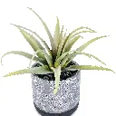 Greenery (4/Cs)